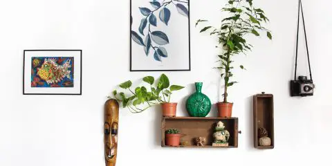 home deco with plants and photo frames
