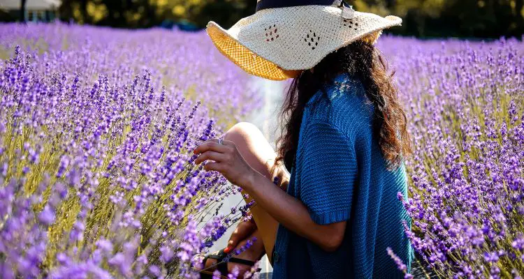 woman sitting in lavender field with hat on