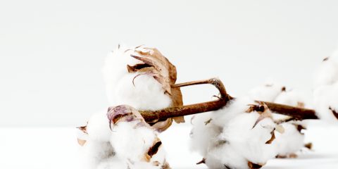 Cotton plant on a table