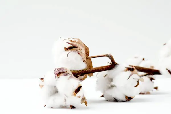 Cotton plant on a table